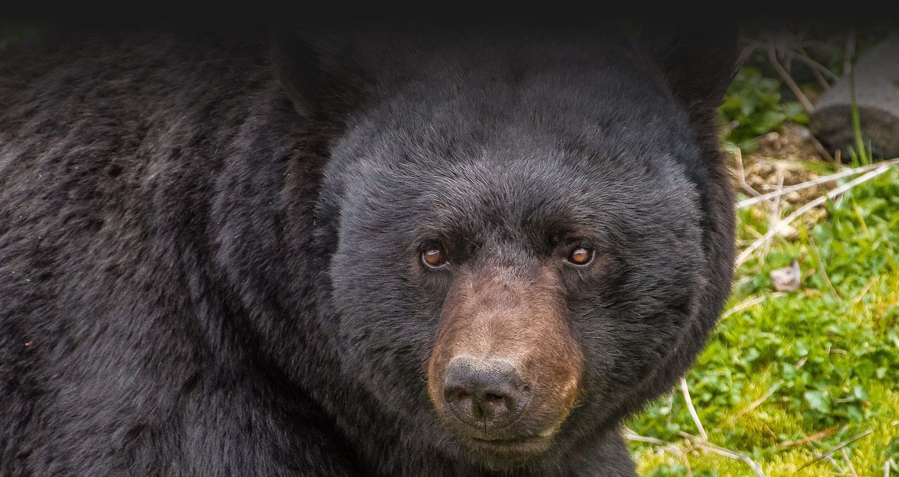 HOME Black Bear Hunting in New Brunswick Canada