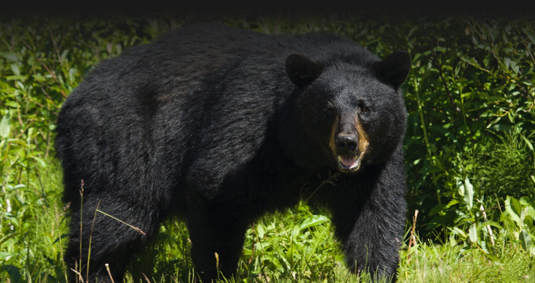 Black Bear Hunting in New Brunswick Canada