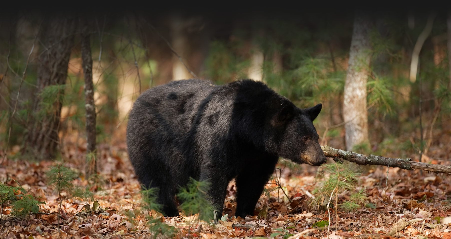 Black Bear Hunting in New Brunswick Canada